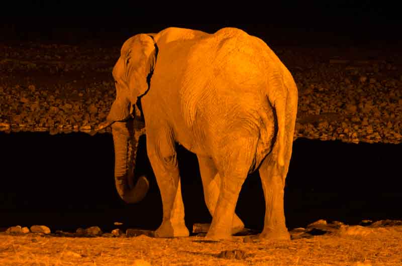 87 - Namibia - elefante - imagen nocturna - Okaukuejo - parque nacional de Etosha